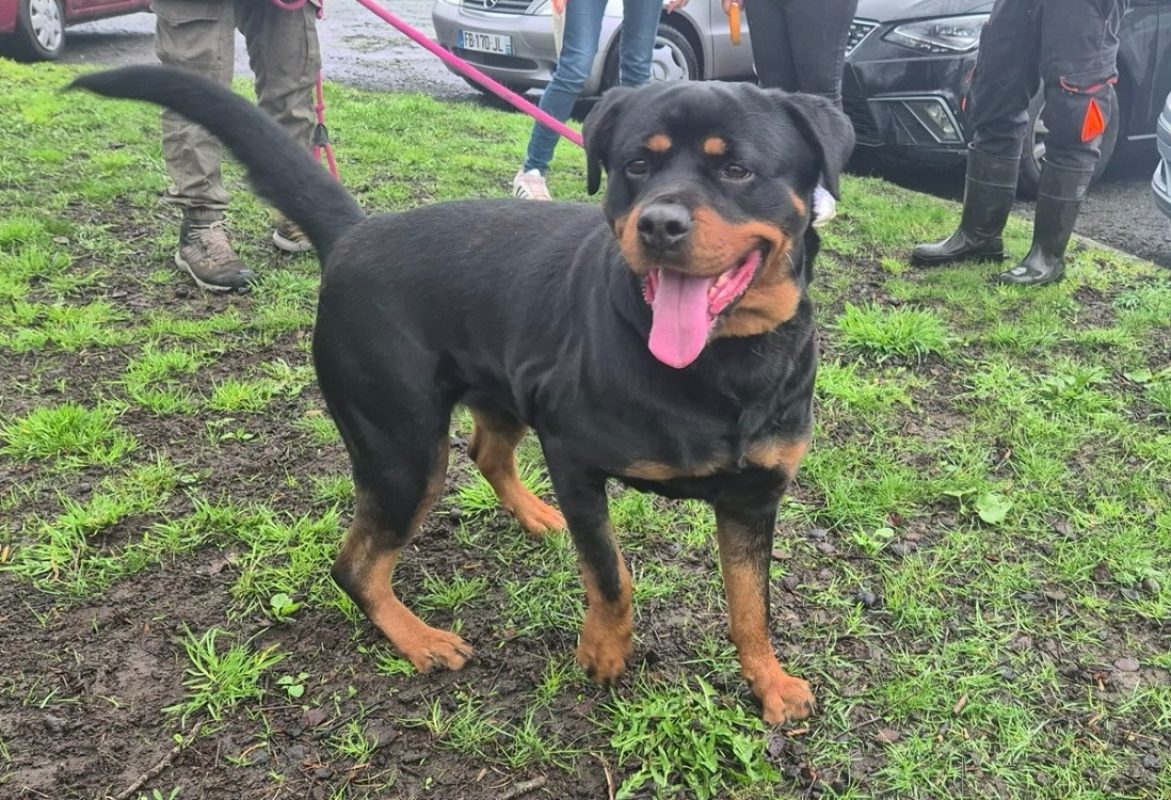Tyka - Chien Rottweiler à adopter - photo 2