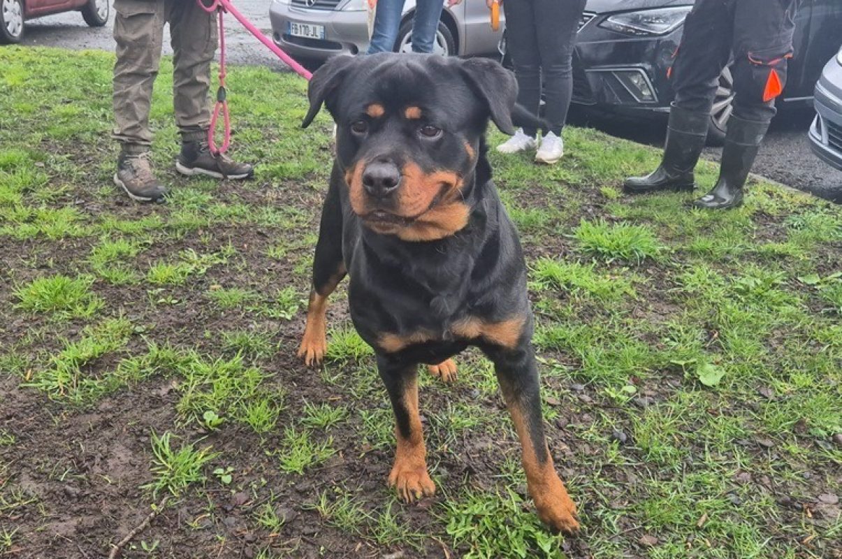 Tyka - Chien Rottweiler à adopter - photo 3