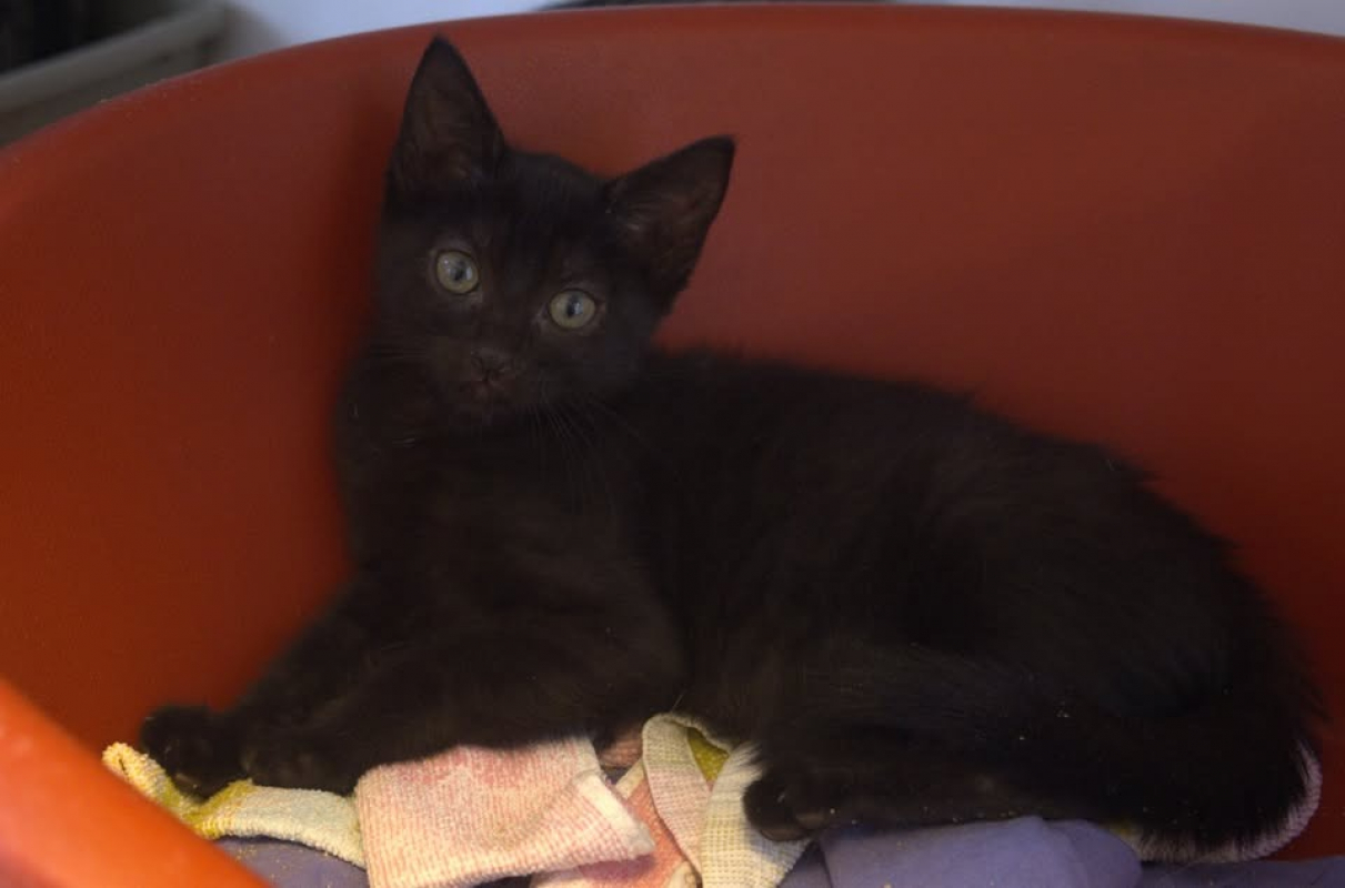 Photo de Nova