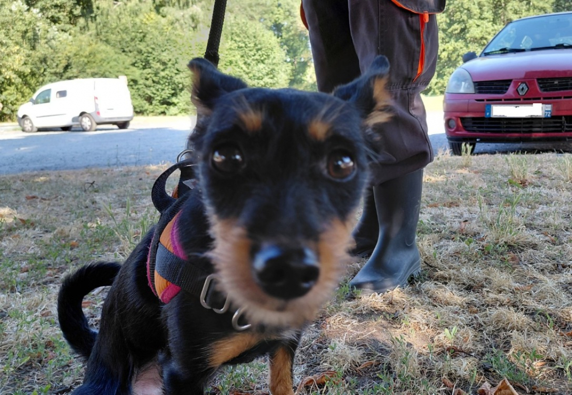 Photo #2 de Truffe