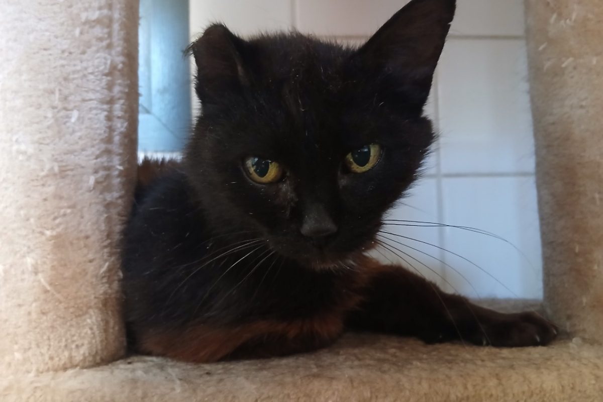 Bleuenn - Chat Européen à adopter