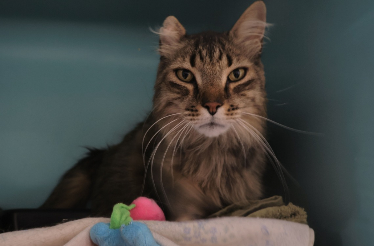 Photo de Ketchup