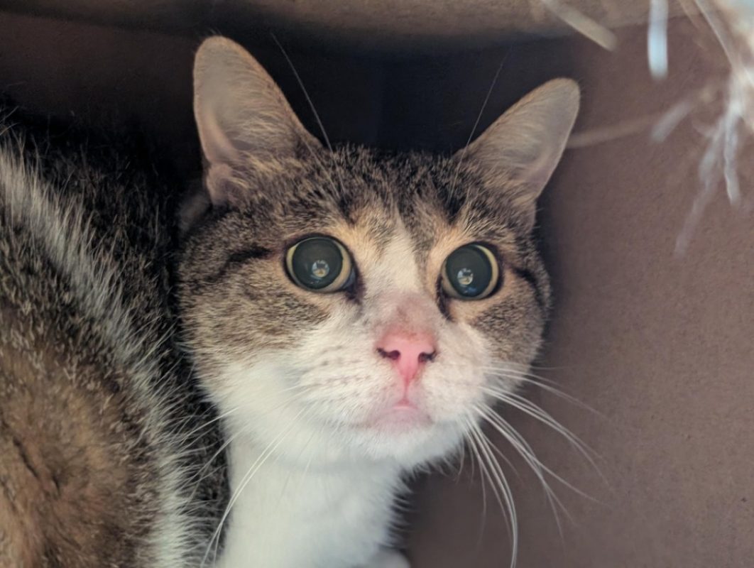 Laya - Chat à adopter