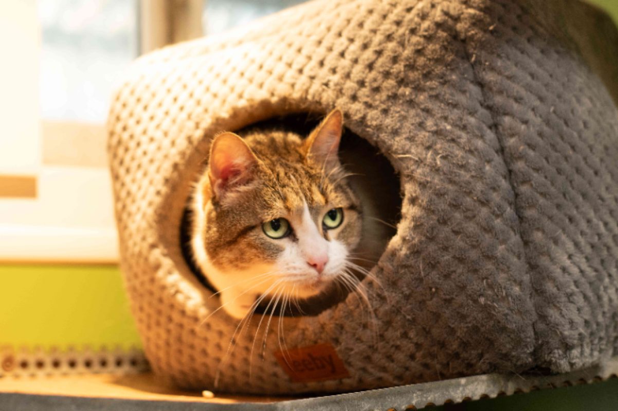 Laya - Chat à adopter
