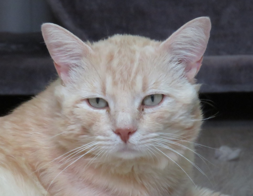 Photo #4 de Caramel