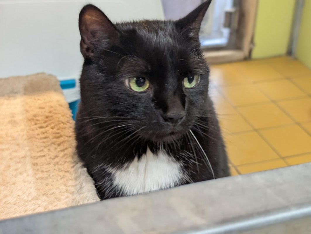 Malow - Chat Européen à adopter
