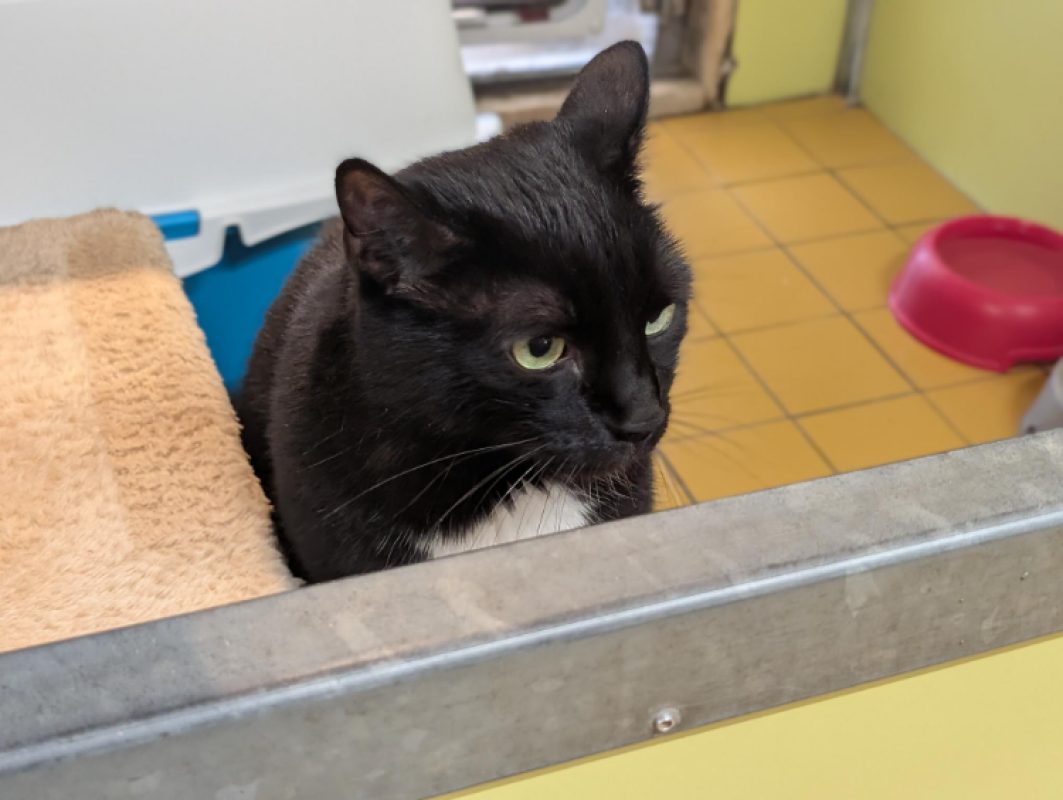 Malow - Chat Européen à adopter - photo 2