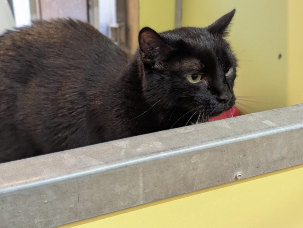 Malow - Chat Européen à adopter - photo 3