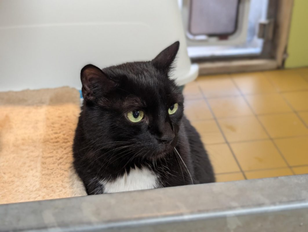 Malow - Chat Européen à adopter - photo 4