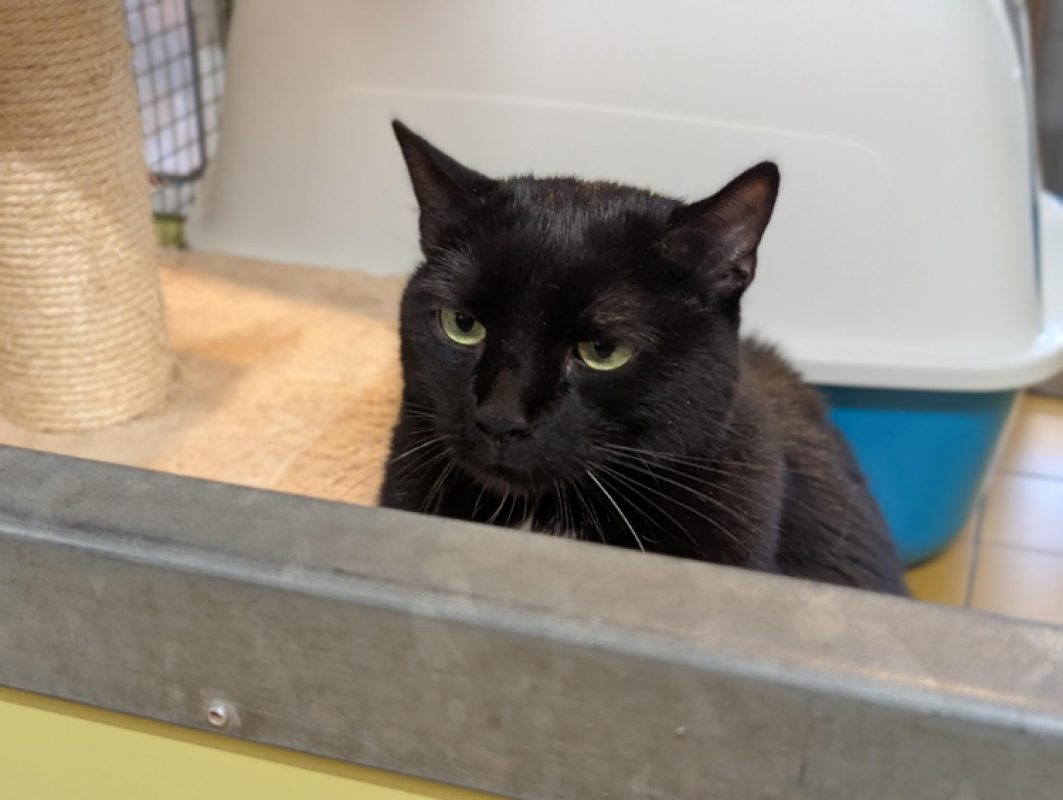 Malow - Chat Européen à adopter - photo 5