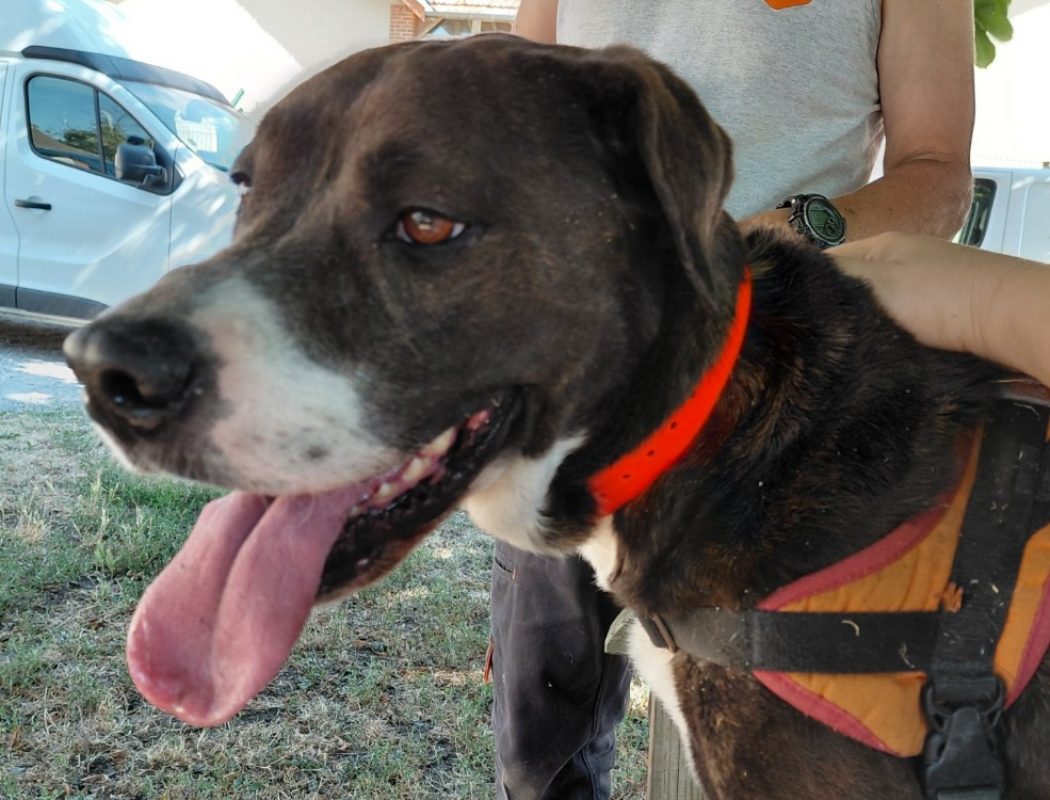 Ruby - Chien à adopter