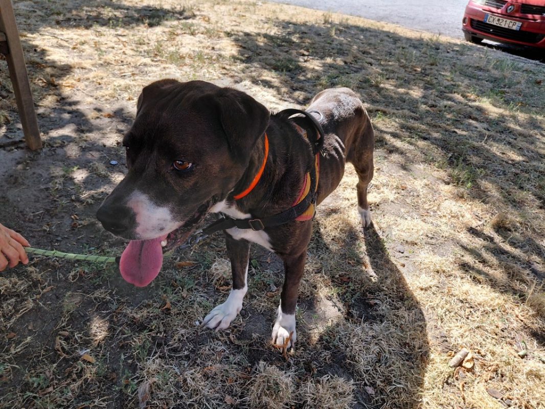 Ruby - Chien à adopter - photo 2