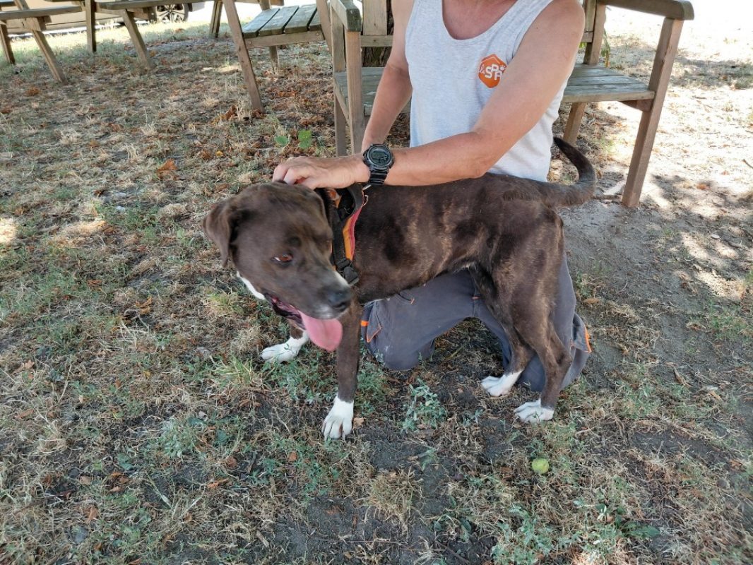Ruby - Chien à adopter - photo 3