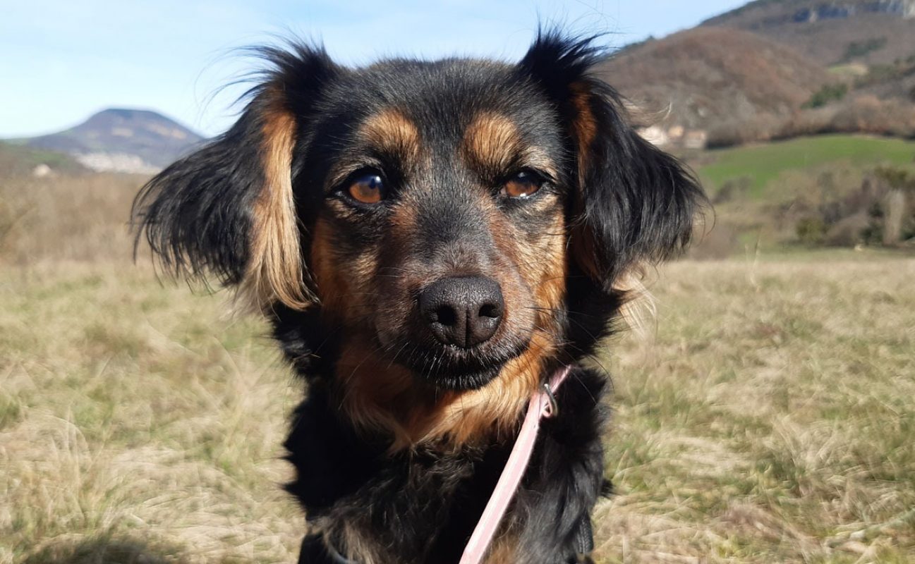 Diana - Chien à adopter