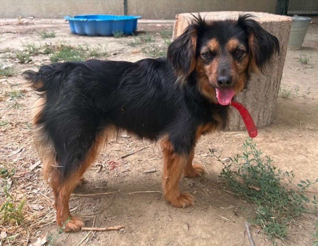 Diana - Chien à adopter - photo 2