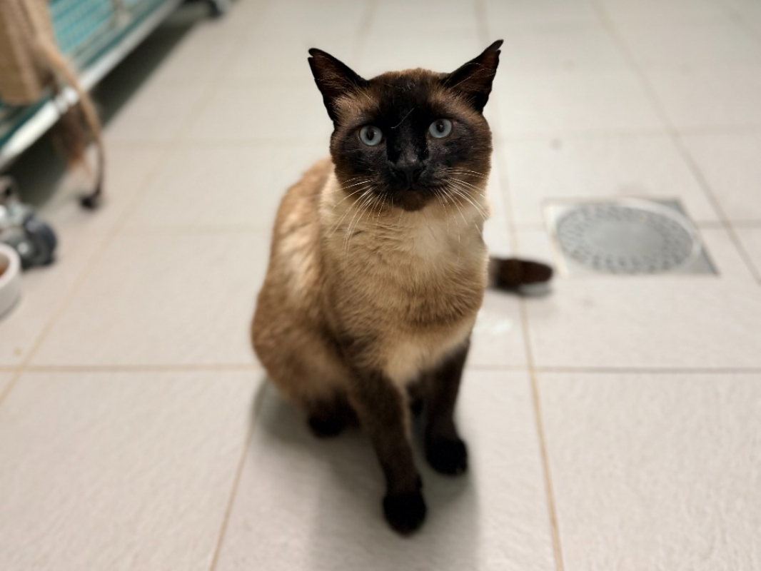 Photo #1 de Hermes fiv+