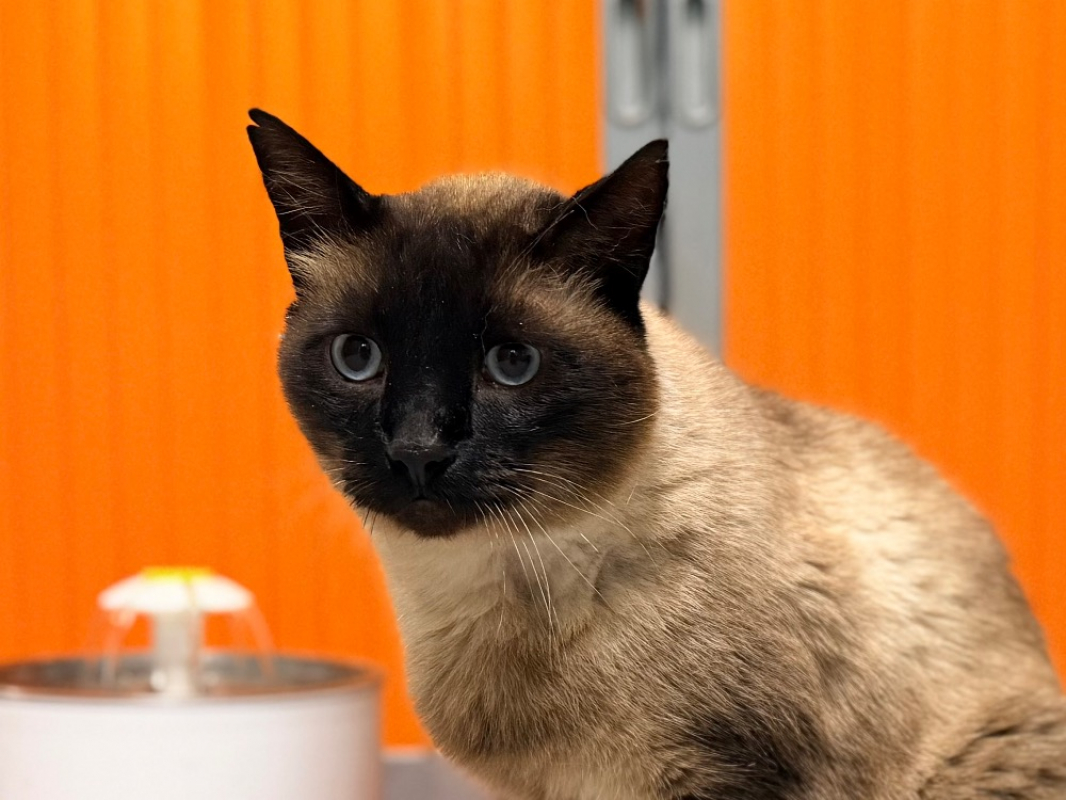 Photo #3 de Hermes fiv+