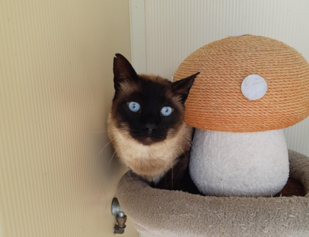 Photo #5 de Hermes fiv+