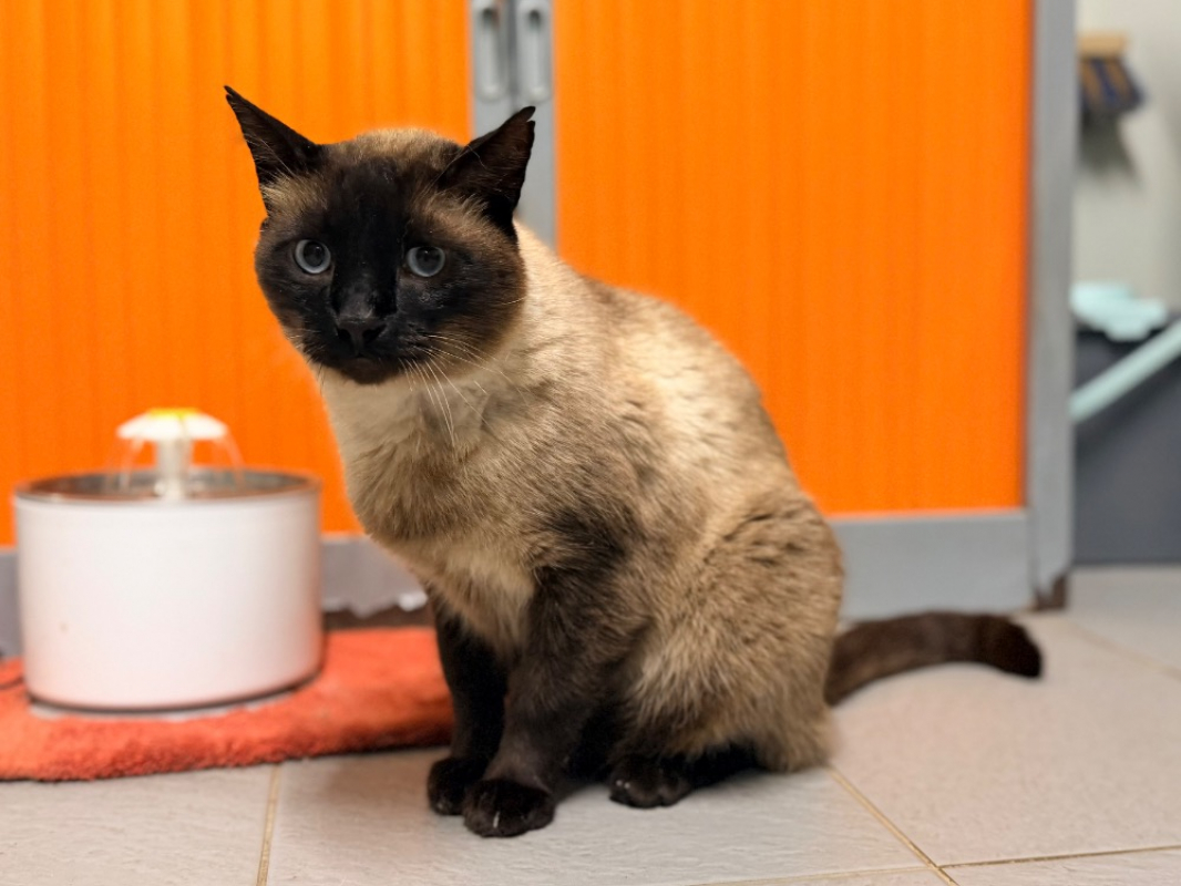Photo #7 de Hermes fiv+