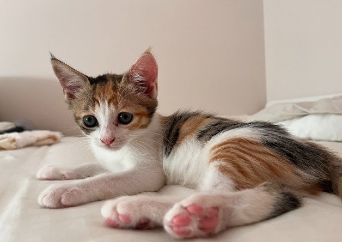Photo #1 de Milki