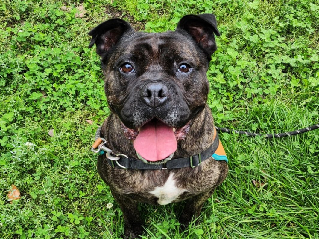 Djack - Chien à adopter