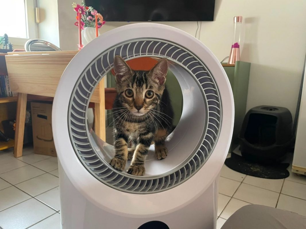 Ygraine - Chat Européen à adopter - photo 2