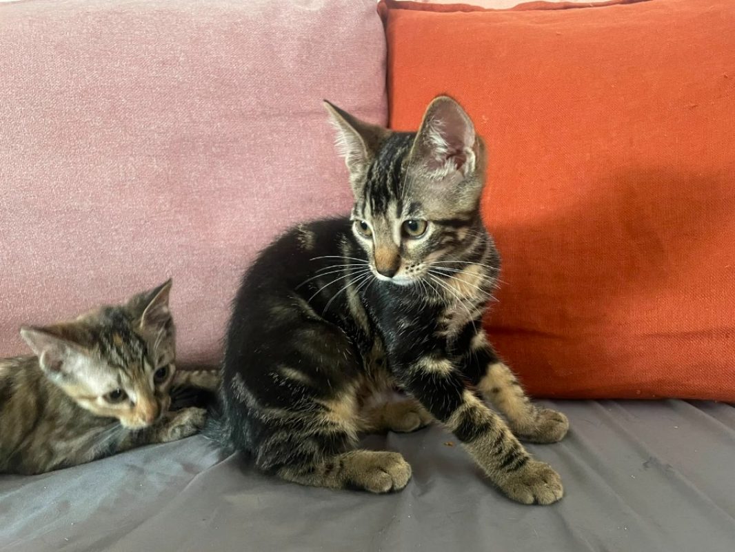 Ygraine - Chat Européen à adopter - photo 3