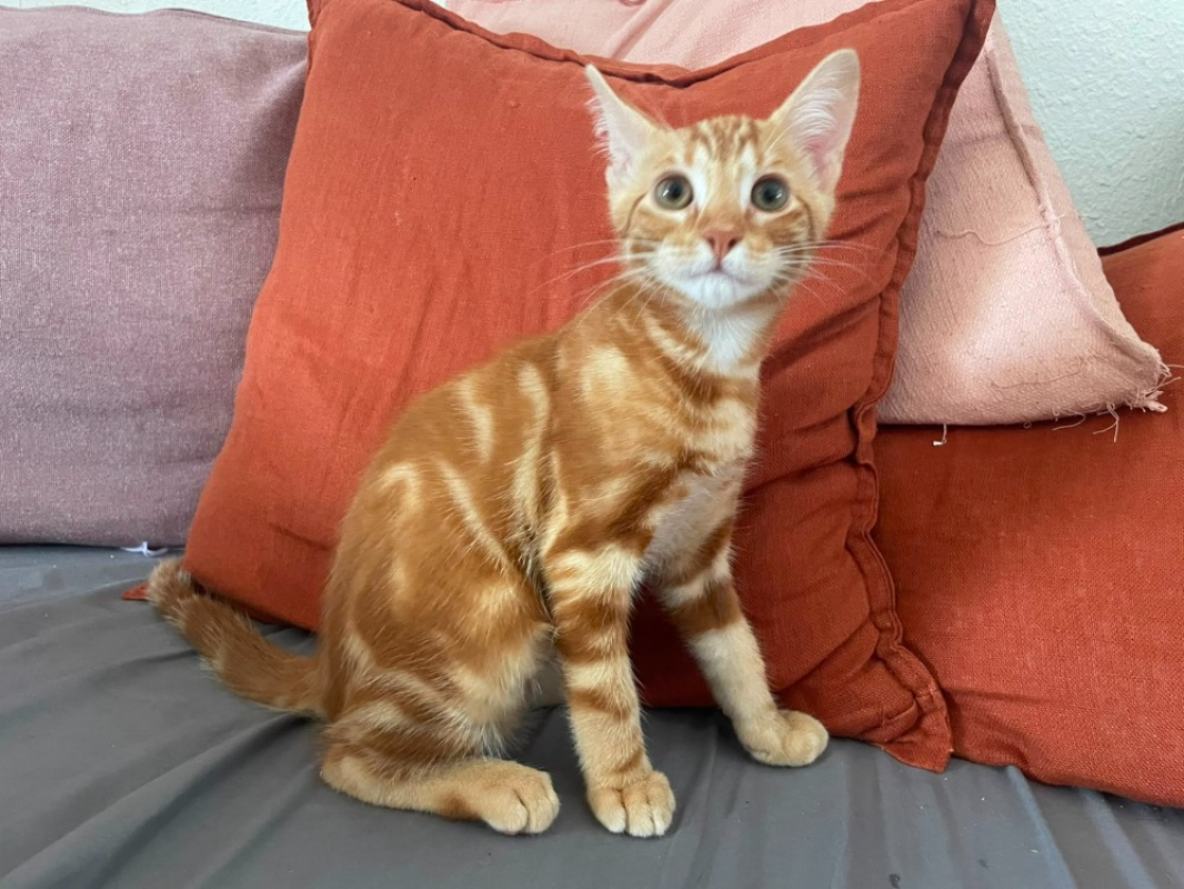 Photo de Perceval