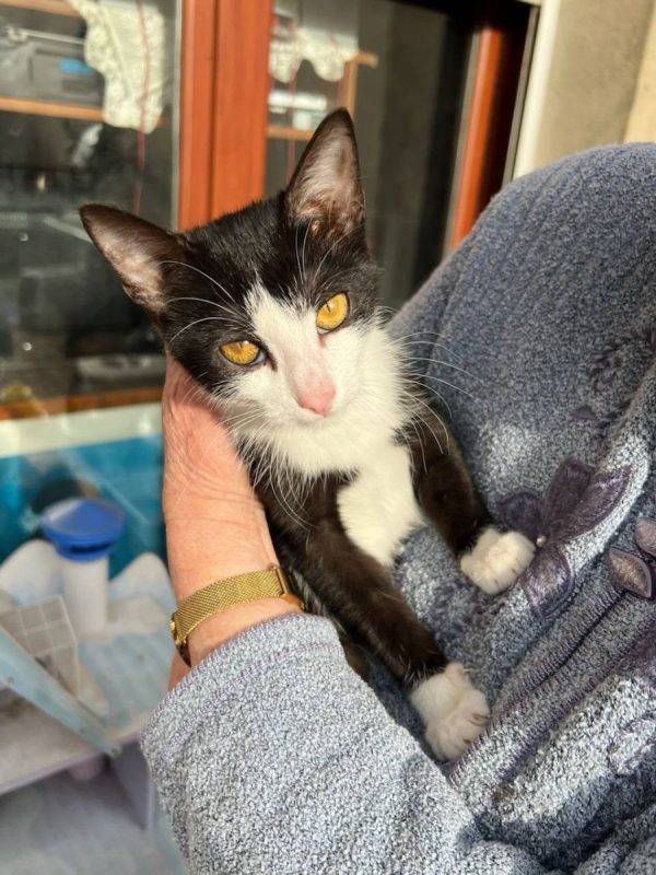 ALOHA - Chat Européen à adopter