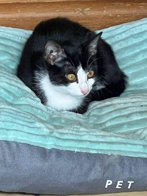 ALOHA - Chat Européen à adopter - photo 2