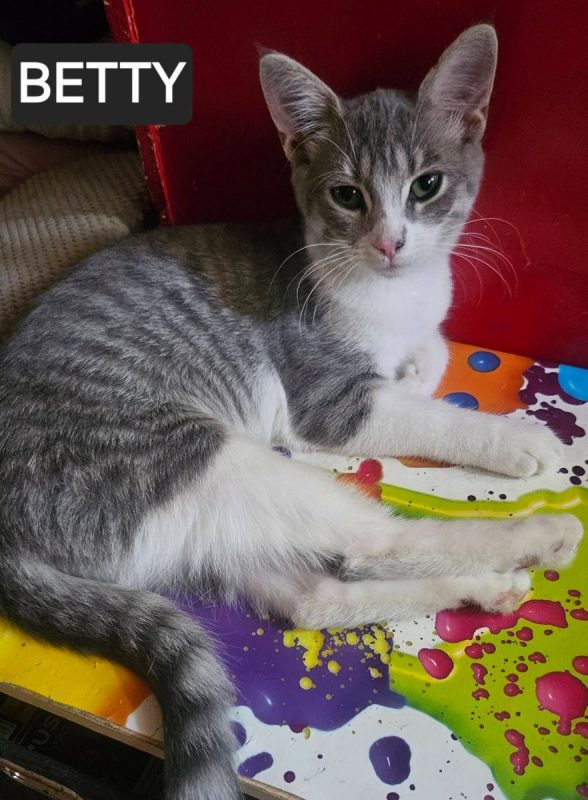 BETTY ET BOOP - Chat Européen à adopter - photo 3