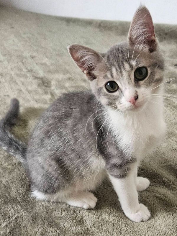 BETTY ET BOOP - Chat Européen à adopter