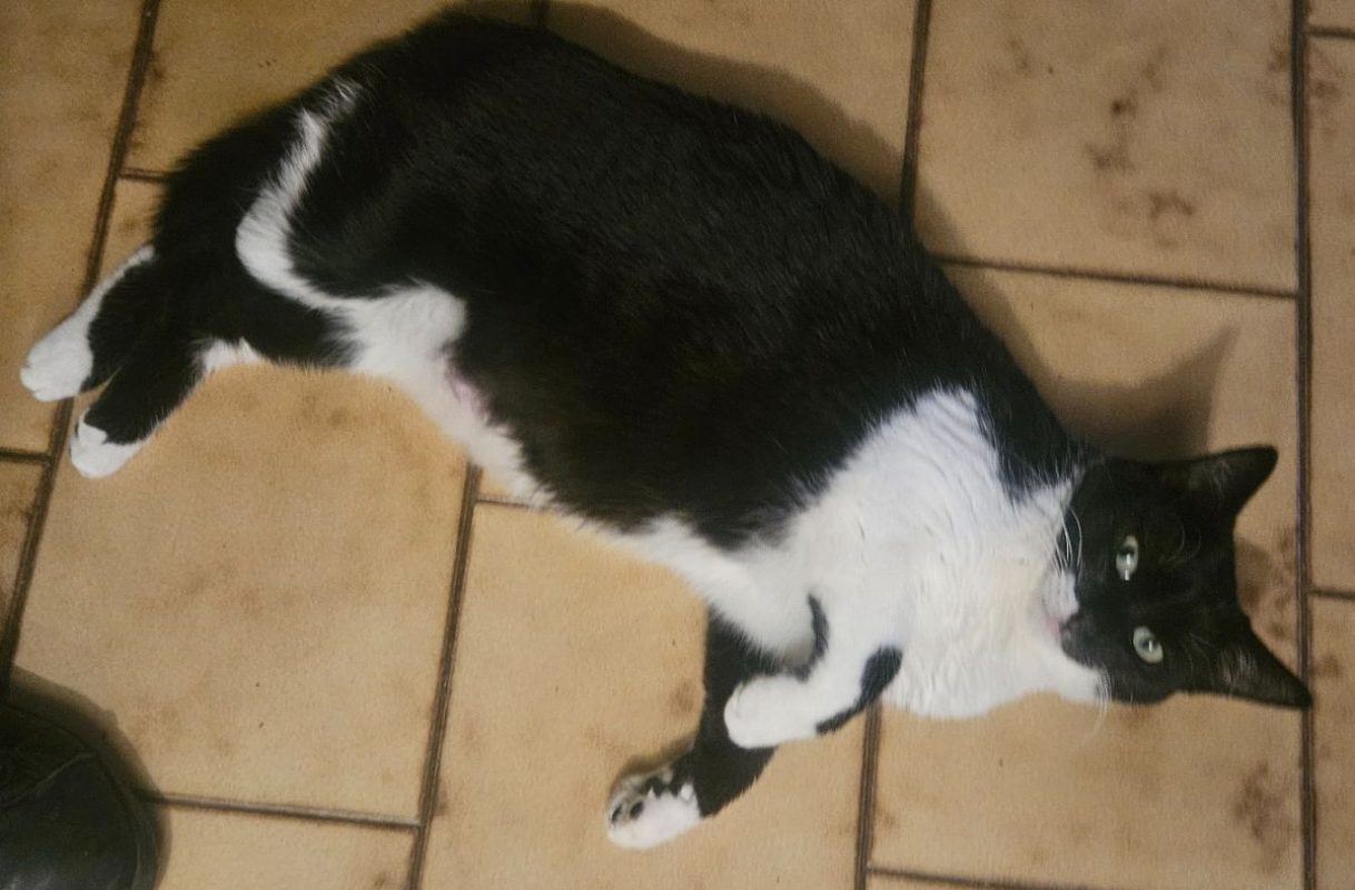 AVA - Chat Européen à adopter