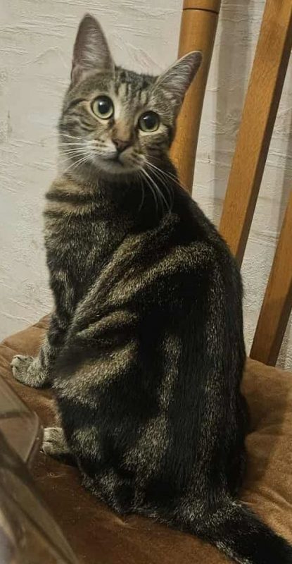 PRINCESSE - Chat Européen à adopter