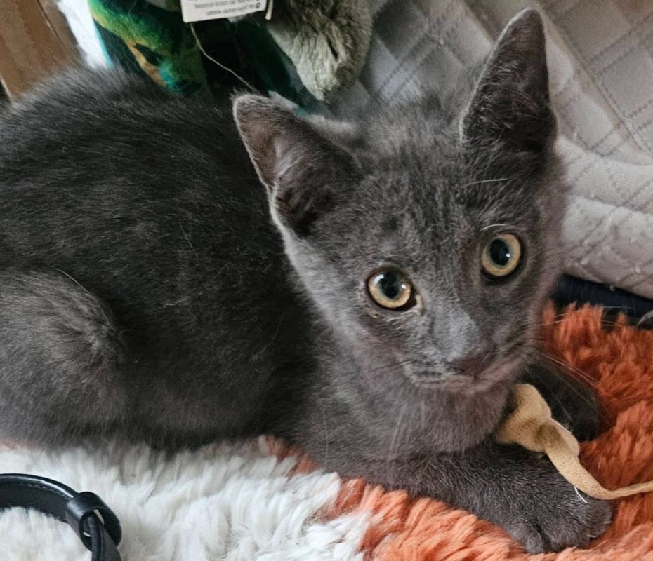 BALOO - Chat à adopter