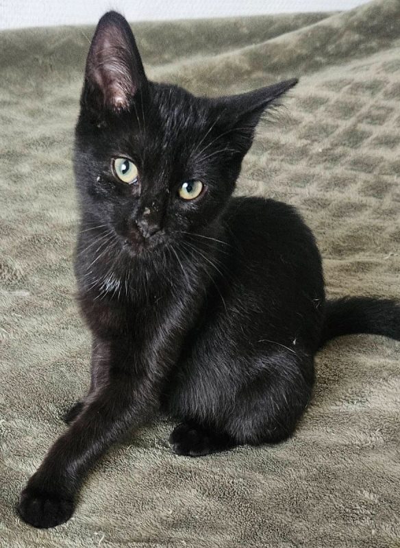 BOOP - Chat à adopter