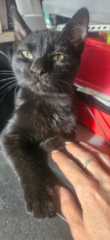 BOOP - Chat à adopter - photo 2