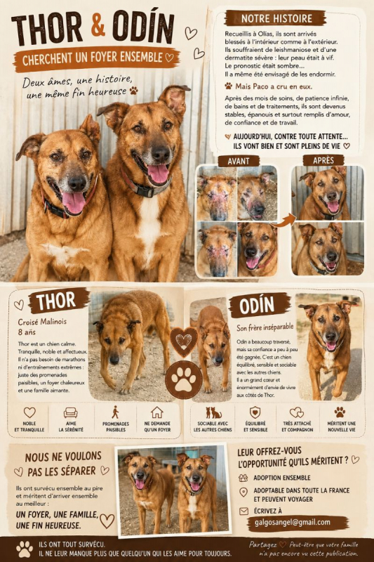 Photo #6 de Thor & Odin