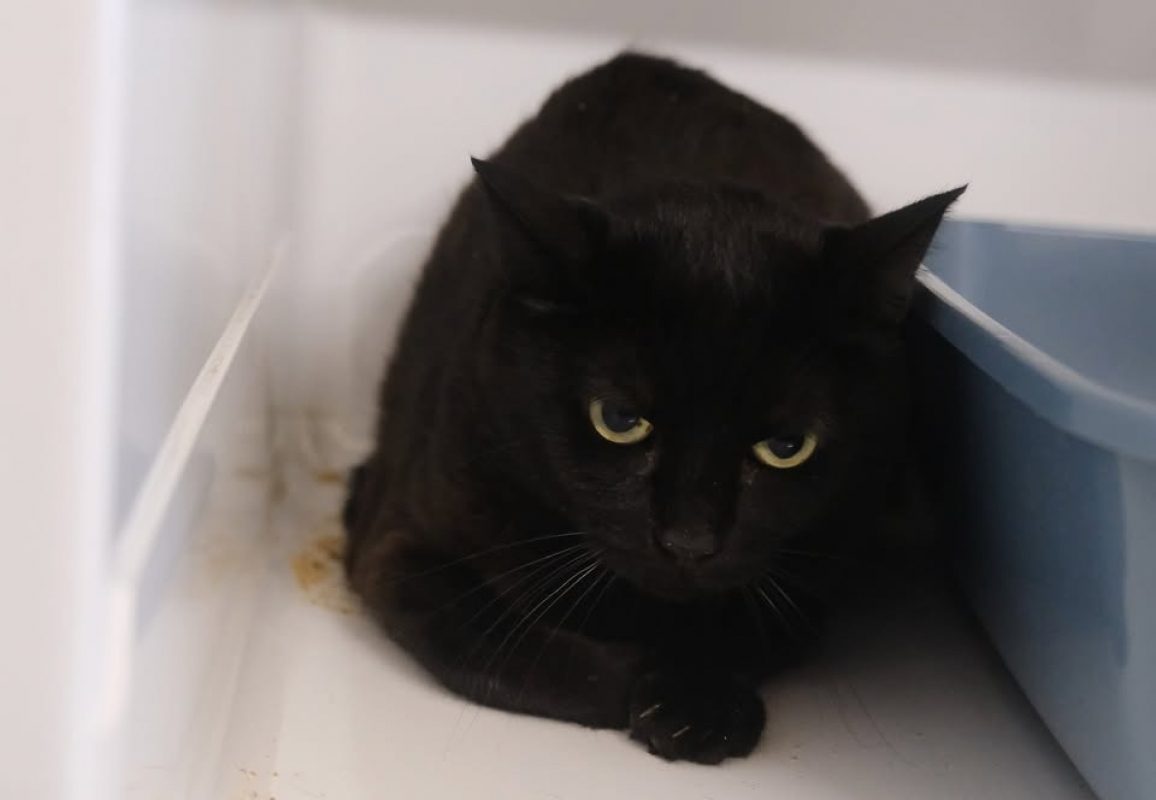 Sope - Chat Européen à adopter