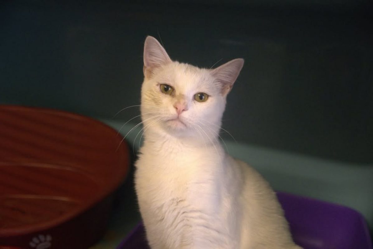 Rowan - Chat Européen à adopter