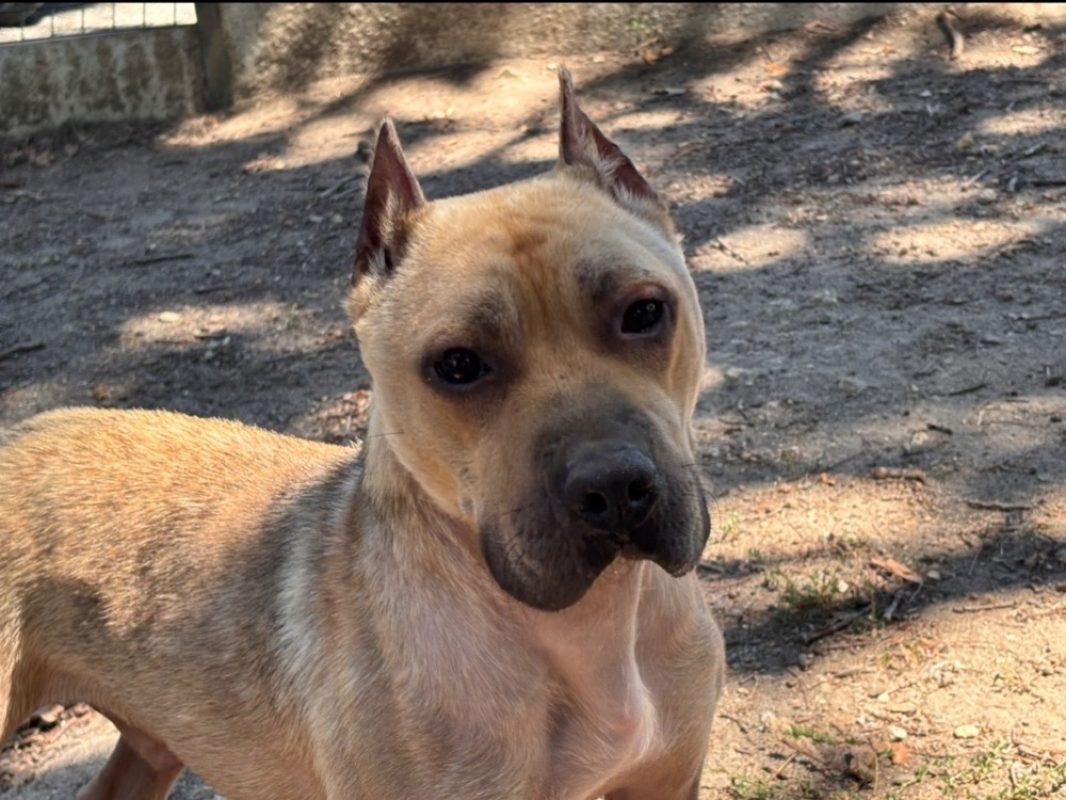 Trotty - Chien à adopter