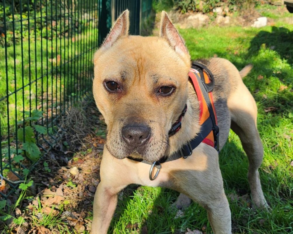 Trotty - Chien à adopter - photo 2