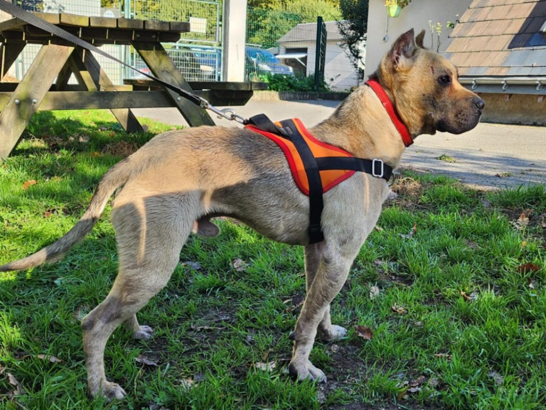 Trotty - Chien à adopter - photo 3