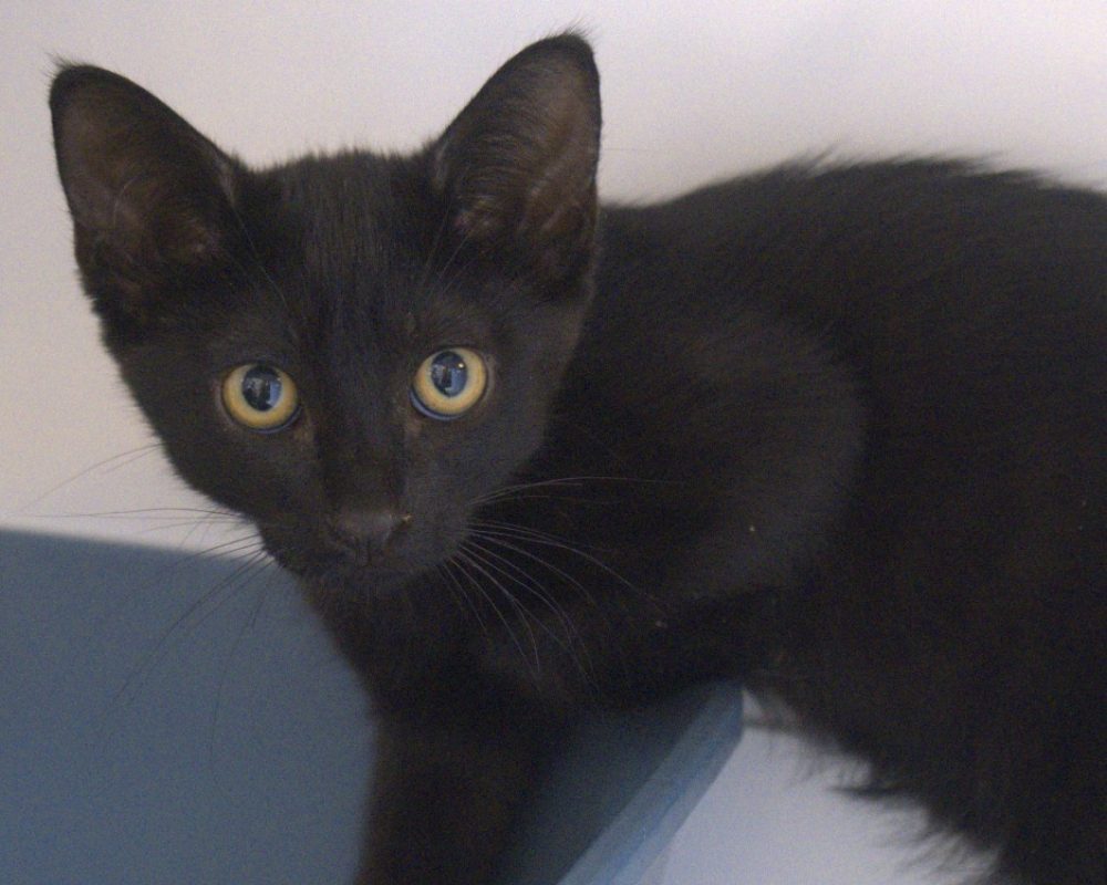 Paris - Chat Européen à adopter