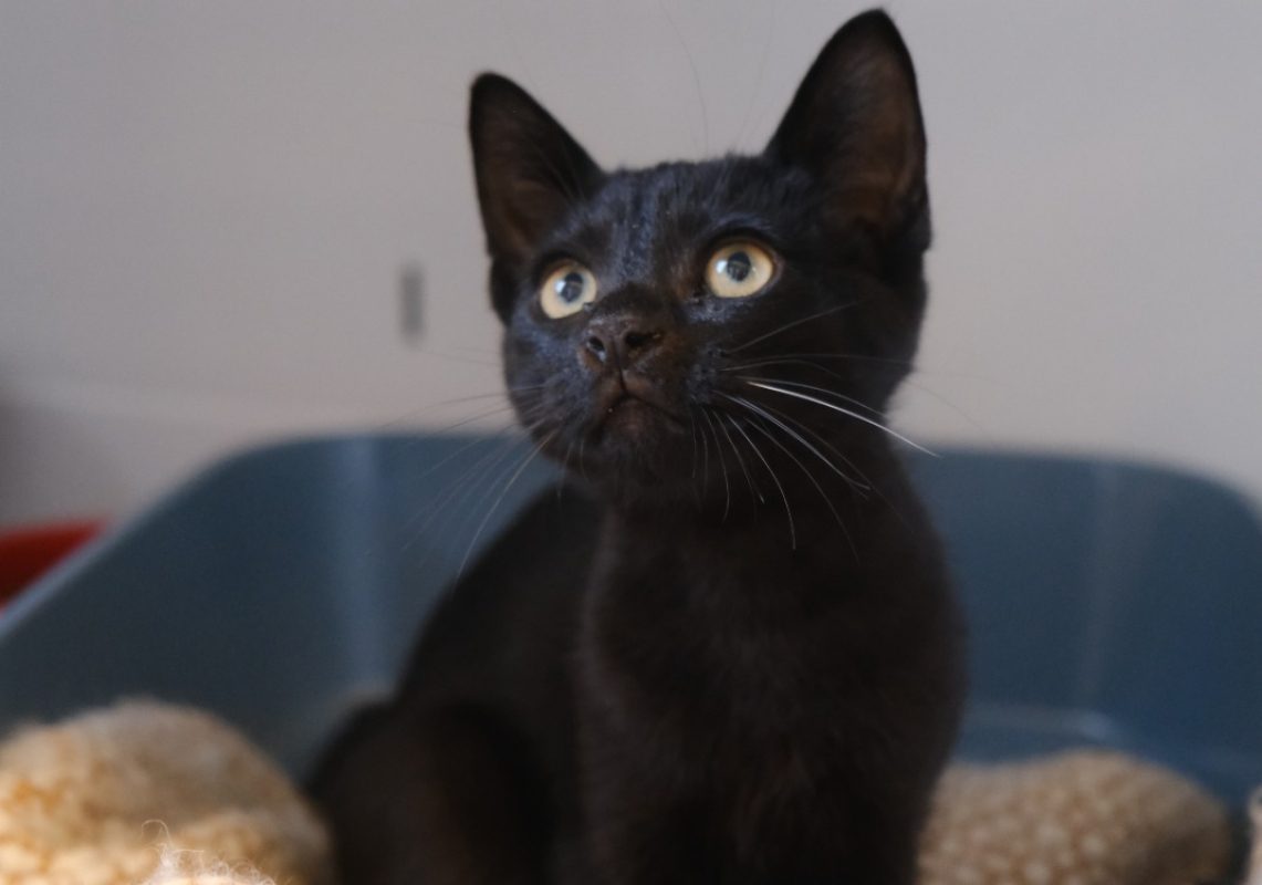 Dembele - Chat Européen à adopter