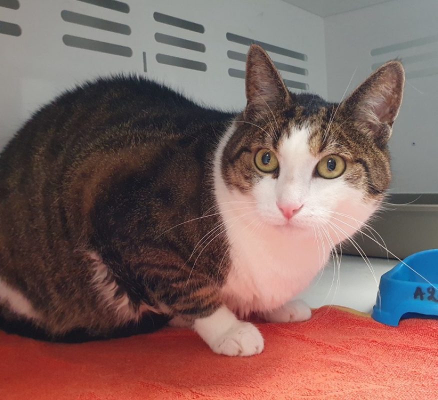 Many - Chat Européen à adopter