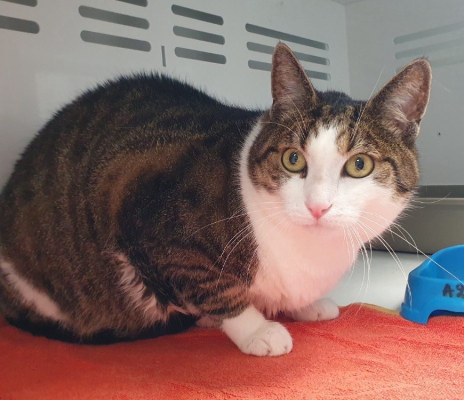 Many - Chat Européen à adopter - photo 2