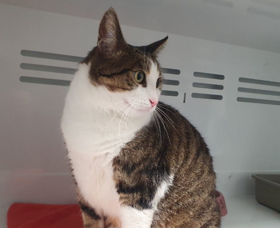Many - Chat Européen à adopter - photo 3