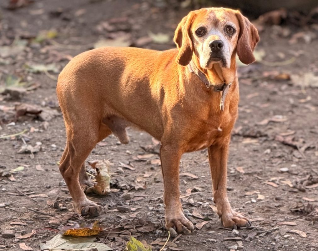 Bip - Chien à adopter