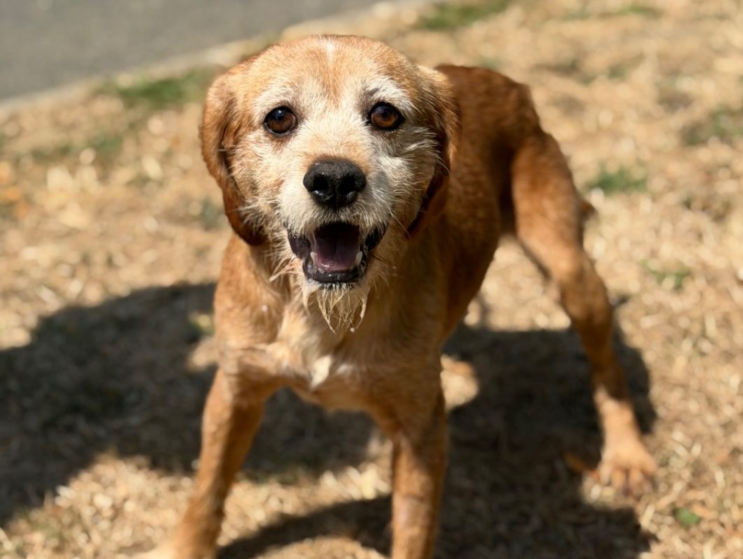 Brook - Chien Epagneul Allemand à adopter